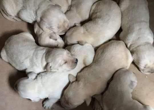 Ojo con los mensajes de cachorros de raza que se regalan: suelen ser falsos el 99,99% de las