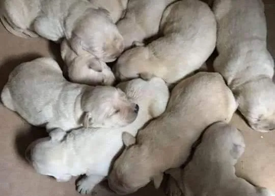 Ojo con los mensajes de cachorros de raza que se regalan: suelen ser falsos el 99,99% de las veces