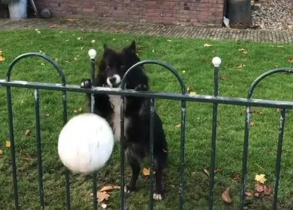 Una Border Collie extra espabilada consigue que todo el mundo juegue con ella
