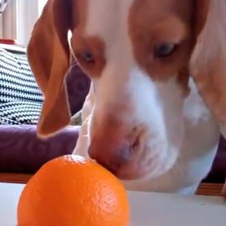 La batalla del perro y la naranja...