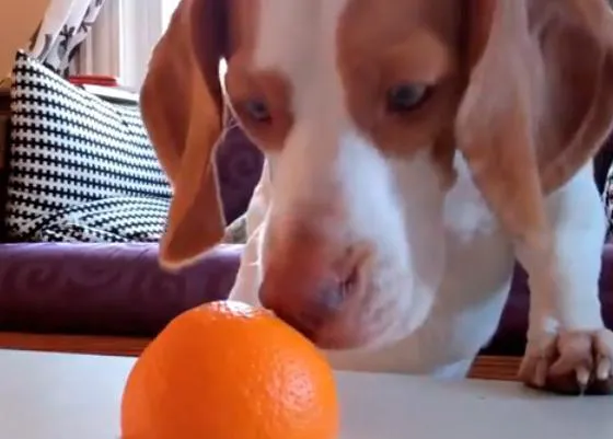 La batalla del perro y la naranja...