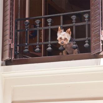 Un mito falso: las razas “toy” y los perros pequeños …