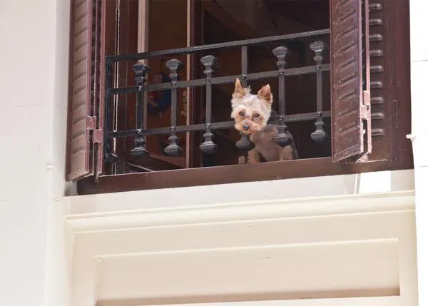 Un mito falso: las razas “toy” y los perros pequeños no se contagian con leishmania