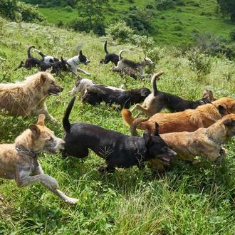 Denuncian 60 muertes de perros en Territorio de Zaguates, el …