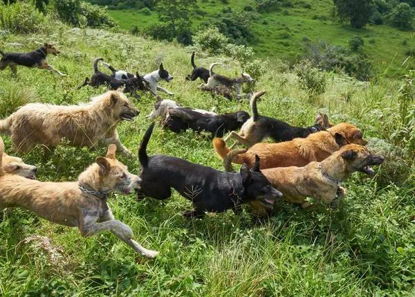 Denuncian 60 muertes de perros en Territorio de Zaguates, el refugio 