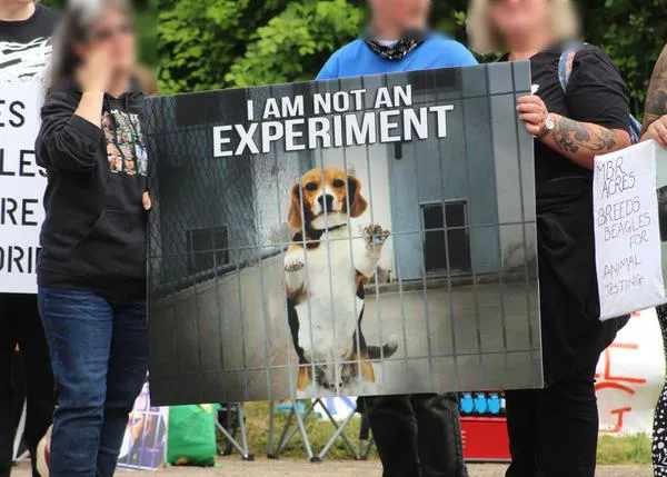 Campaña para acabar con las granjas de cachorros para la experimentación animal en el Reino Unido