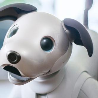 El perro perfecto para los que se quejan de recoger …