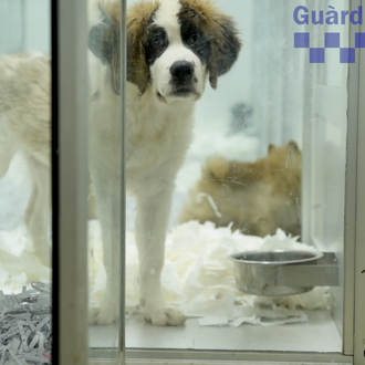 Una treintena de cachorros enfermos retirados de una tienda del …