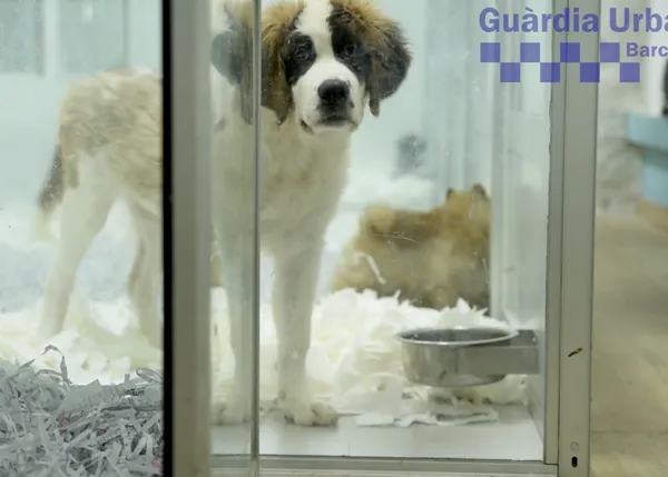 Una treintena de cachorros enfermos retirados de una tienda del Eixample de Barcelona