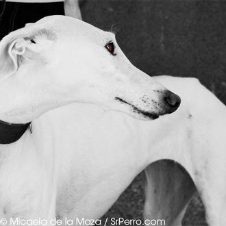Encuentros perrunos en Huertas: Ava, la belleza hecha galgo