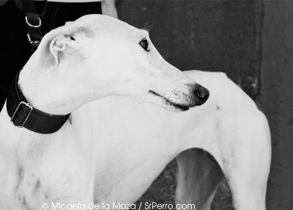 Encuentros perrunos en Huertas: Ava, la belleza hecha galgo