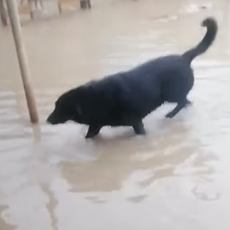 La borrasca Filomena también deja protectoras inundadas, muchos perros reubicados …