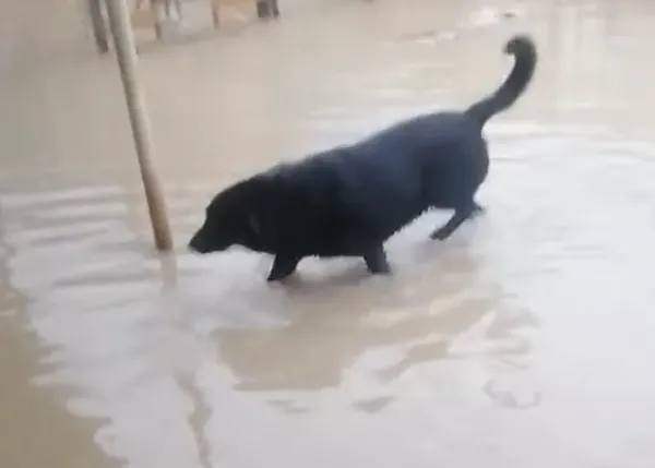 La borrasca Filomena también deja protectoras inundadas, muchos perros reubicados y necesidad de mantas, ayuda...