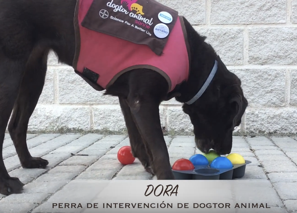 juguetes mentales para perros