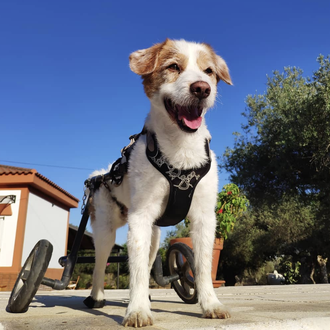 Las felicidades a la carrera de Lucas, un perro en …