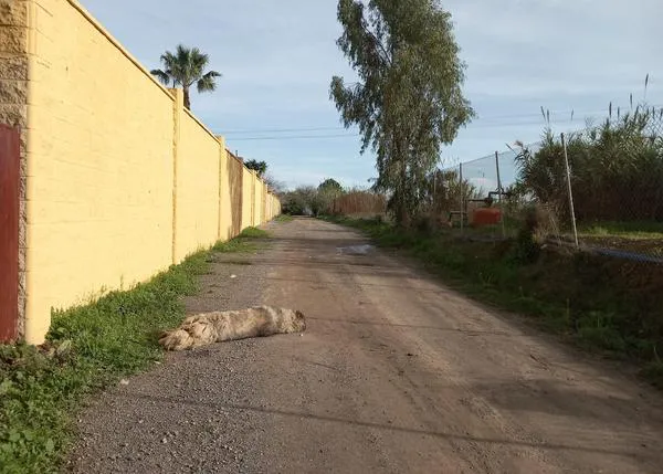 Dos agentes de la Policía Local de Chipiona atropellan y matan a una perra que estaba en la puerta de su casa