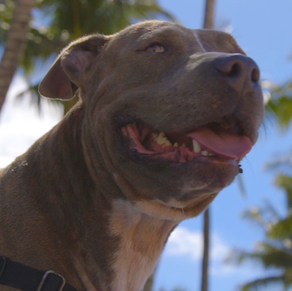 Los perros tienen un sueño: tener un amigo humano con …
