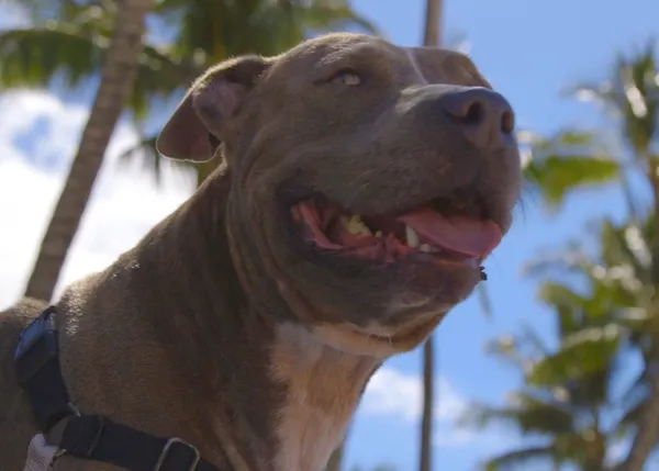 Los perros tienen un sueño: tener un amigo humano con quien compartir aventuras
