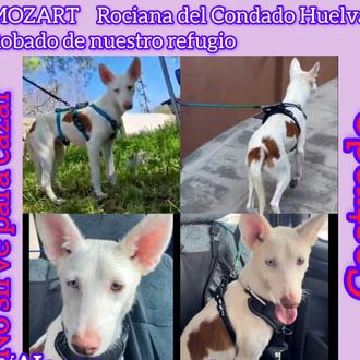 Han localizado a cuatro de los cinco perros robados en …