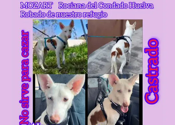 Han localizado a cuatro de los cinco perros robados en la protectora Rociana Acoge: siguen buscando a Mozart