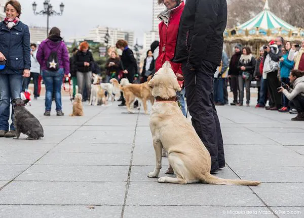 Los flashmobs más 