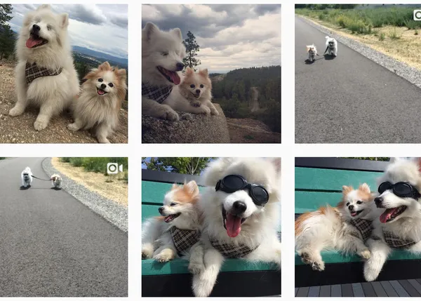 Un can ciego corre aventuras gracias a su inseparable perro guía: el dúo de peluches