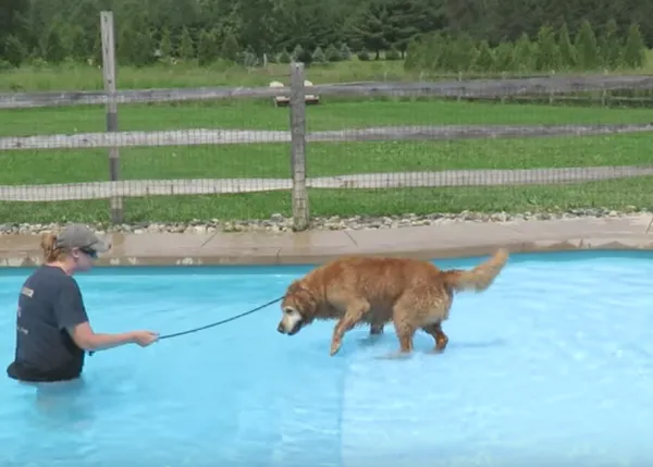El primer chapuzón de un Golden de 9 años que tenía miedo al agua (y otros felices perros a remojo)