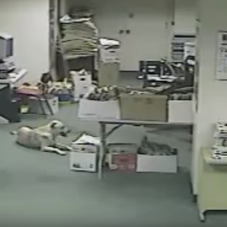 Impresionante: un vídeo capta cómo una perra detecta la llegada …