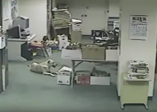 Impresionante: un vídeo capta cómo una perra detecta la llegada de un terremoto