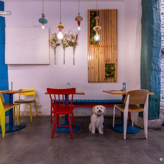 Selección SrPerro de bares y restaurantes vegetarianos o veganos en …