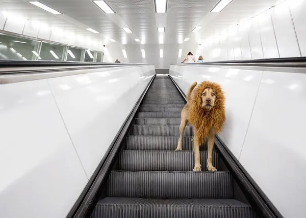 El perro león: un fabuloso proyecto fotográfico sobre un perro abandonado en España