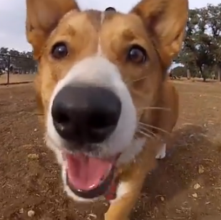 Trufas relucientes, trufas felices: vídeos perrunos que alegran el día