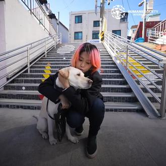 La nueva vida de un labrador rescatado, siendo un cachorro …