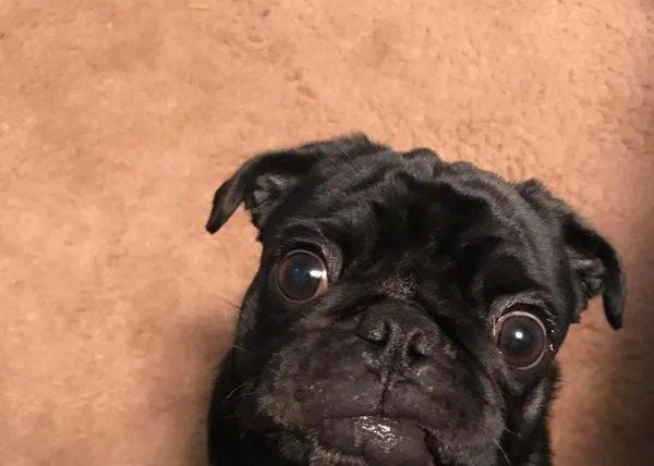 El peligro oculto de los petardos y bengalas: los restos pueden ser muy tóxicos para los perros
