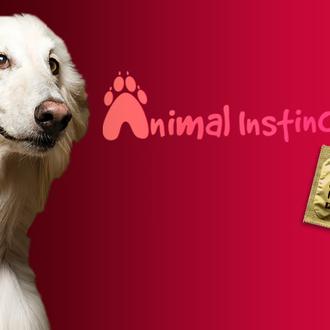 Condones para mascotas: nueva iniciativa de SPCA de San Francisco