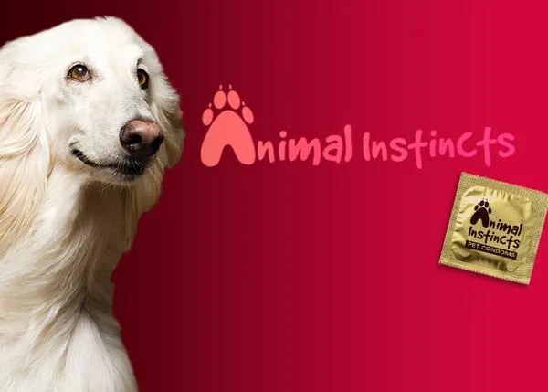 Condones para mascotas: nueva iniciativa de SPCA de San Francisco
