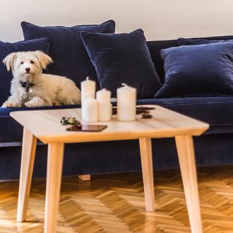 10 errores comunes al interactuar con los perros y humanizarlos …