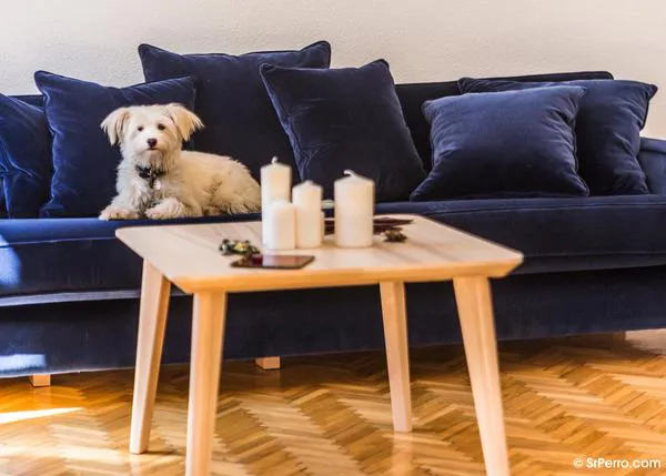 10 errores comunes al interactuar con los perros y humanizarlos en exceso