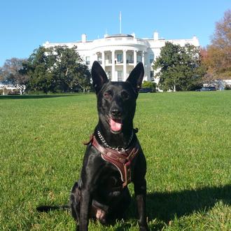 Un perro que ayudo a proteger a los Obama vuela …