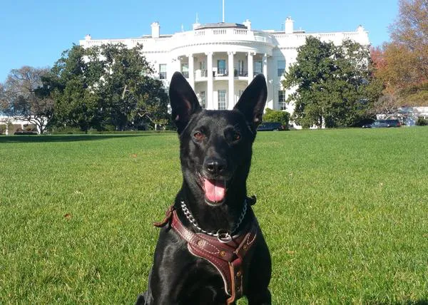 Un perro que ayudo a proteger a los Obama vuela de EEUU a Londres como una celebrity para ser condecorado