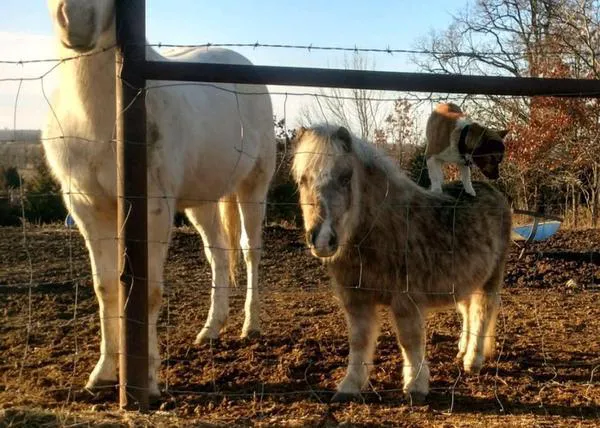 Descubre por casualidad la gran amistad del perro de su vecino y su poni