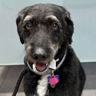 Boro, el perro desaparecido tras el accidente de tren en …