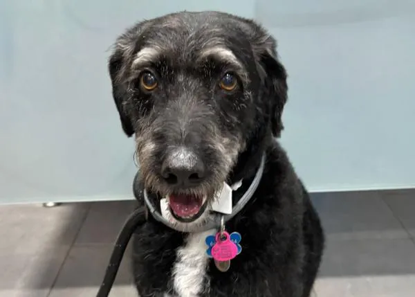 Boro, el perro desaparecido tras el accidente de tren en Adamuz, estaría vivo pero aún no lo han rescatado