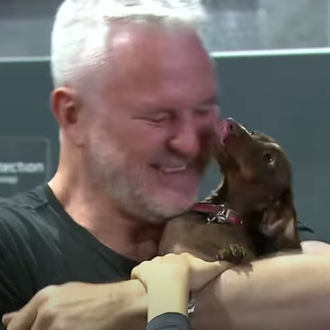 El gran viaje de una pequeña perra para reunirse con …