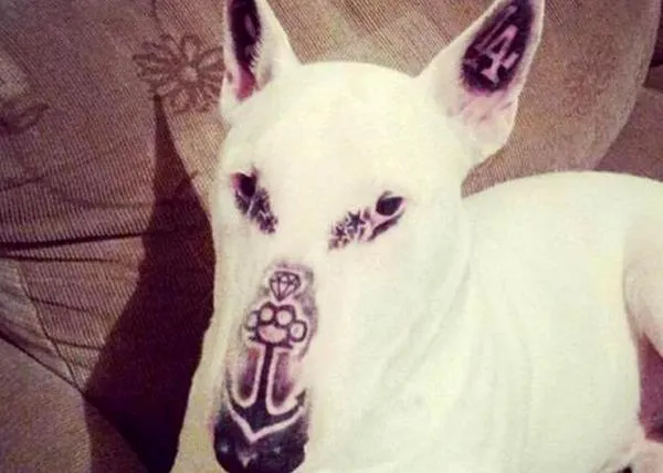 Tatúa a su perro para 