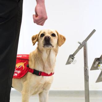 Los perros de detección también podrían ser clave en la …