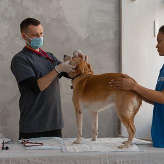 Roma tendrá un hospital veterinario público que ofrecerá atención gratuita …