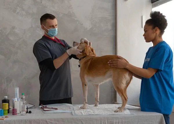 Roma tendrá un hospital veterinario público que ofrecerá atención gratuita para perros y gatos