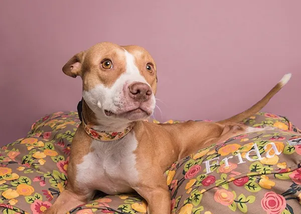 Sophie Gamand, una fabulosa fotógrafa canina, activista y solidaria, y su perra de acogida, Frida