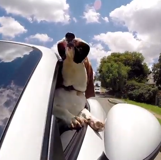 El Basset Hound más cool: Moose, con las orejas al …